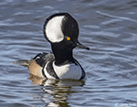 Hooded Merganser 1 - Lophodytes cucullatus