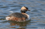 Horned Grebe - Podiceps auritus