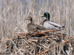 Mallard 18 - Anas platyrhynchos
