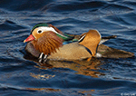 Mandarin Duck 2 - Aix galericulata