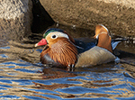 Mandarin Duck 3 - Aix galericulata