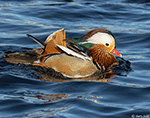 Mandarin Duck 4 - Aix galericulata