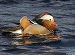 Mandarin Duck 5 - Aix galericulata