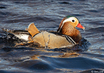 Mandarin Duck 6 - Aix galericulata