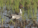 Northern Pintail 3 - Anas acuta