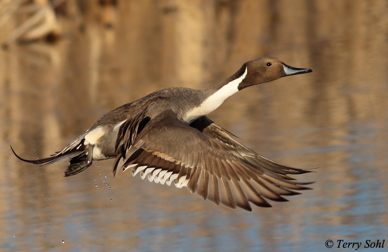 Northern Pintail in Flight - Dewey Gevik Nature Area