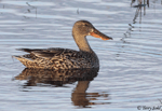 Northern Shoveler 10 - Spatula clypeata