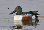 Northern Shoveler 11 - Spatula clypeata