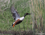 Northern Shoveler 14 - Spatula clypeata