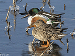Northern Shoveler 18 - Spatula clypeata