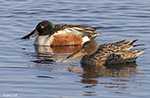 Northern Shoveler 19 - Spatula clypeata