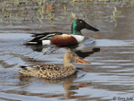 Northern Shoveler 1 - Spatula clypeata