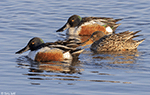 Northern Shoveler 20 - Spatula clypeata