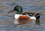 Northern Shoveler 21 - Spatula clypeata