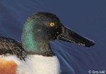 Northern Shoveler 2 - Spatula clypeata