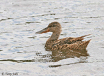 Northern Shoveler 4 - Spatula clypeata