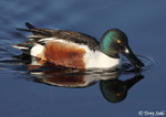 Northern Shoveler 5 - Spatula clypeata