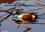 Northern Shoveler 8 - Spatula clypeata