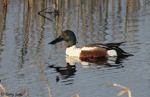 Northern Shoveler 9 - Spatula clypeata