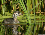 Pied-billed Grebe 4 - Podilymbus podiceps