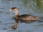 Pied-billed Grebe 9 - Podilymbus podiceps