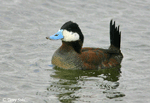 Ruddy Duck 8 - Oxyura jamaicensis