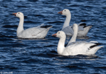 Snow Goose 11 - Chen caerulescens