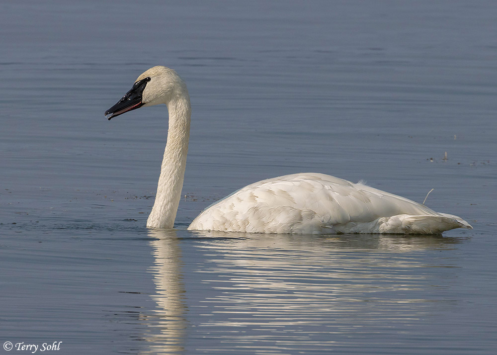 Trumpeter Swan - Cygnus buccinator