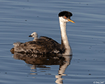 Western Grebe - Aechmophorus occidentalis