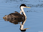 Western Grebe - Aechmophorus occidentalis