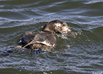 White-winged Scoter 5 - Melanitta deglandi