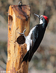 Acorn Woodpecker photo 10