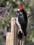 Acorn Woodpecker photo 11