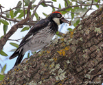 Acorn Woodpecker photo 1