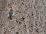 Acorn Woodpecker photo 2