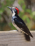 Acorn Woodpecker photo 3