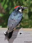 Acorn Woodpecker photo 4
