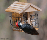 Acorn Woodpecker photo 5