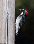 Acorn Woodpecker photo 6