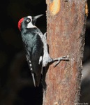 Acorn Woodpecker photo 7