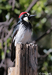 Acorn Woodpecker photo 8