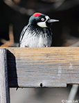 Acorn Woodpecker photo 9
