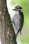 Downy Woodpecker - Picoides pubescens