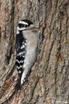 Downy Woodpecker - Picoides pubescens