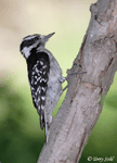 Downy Woodpecker - Picoides pubescens