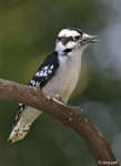 Downy Woodpecker - Picoides pubescens