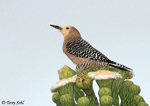 Gila Woodpecker 4 - Melanerpes uropygialis