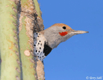 Gilded Flicker 1 - Colaptes chrysoides