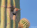 Gilded Flicker 2 - Colaptes chrysoides