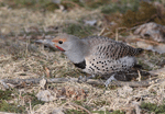 Northern Flicker 11 - Colaptes auratus